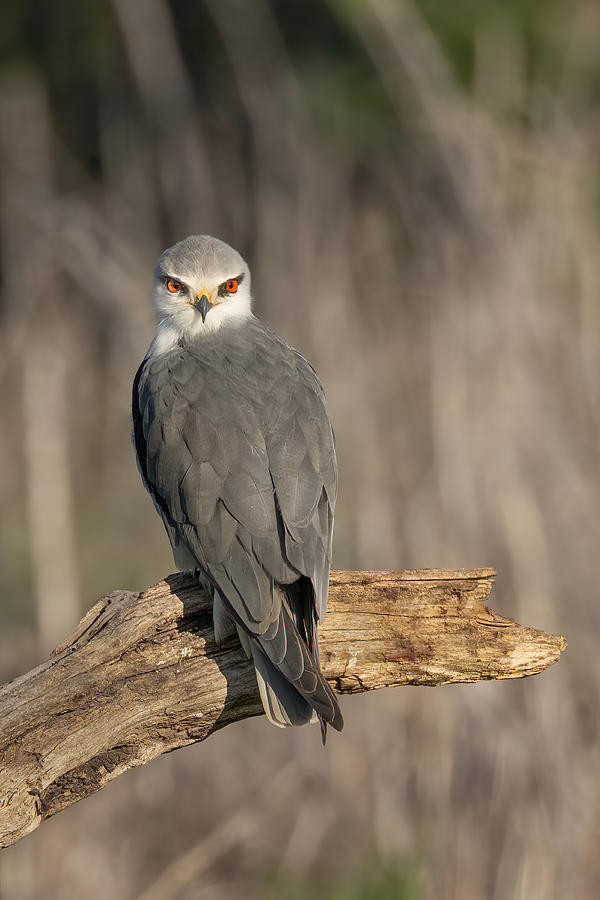 Black Winged Kite #1 Photograph by Guy Wilson