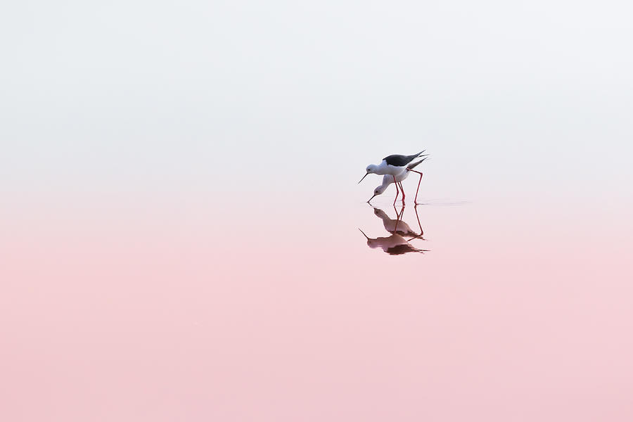 Bird Photograph - Black Winged Stilts #1 by Natalia Rublina