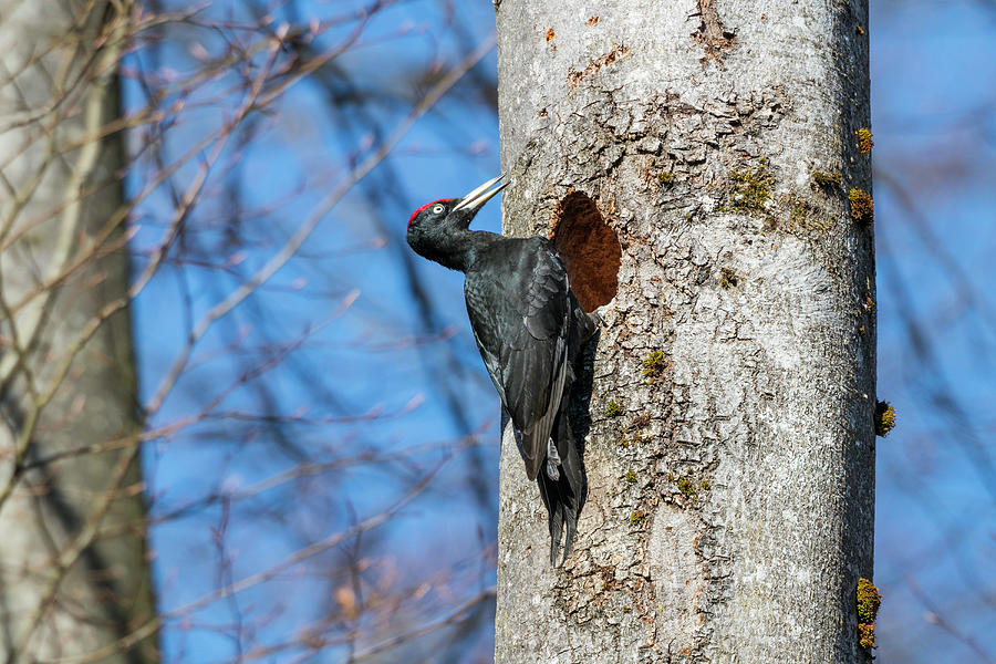 Black Woodpecker, Dryocopus Martius, Male, Bavaria, Germany; Europe #1 Photograph by Konrad Wothe