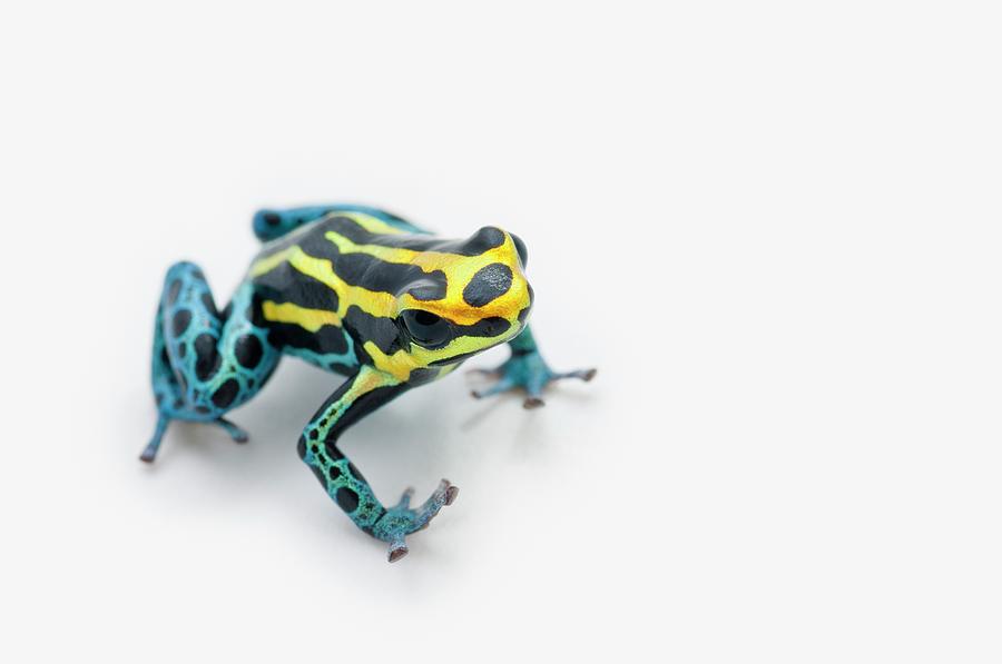 Black, Yellow And Blue Poison Dart Frog Photograph by Design Pics / Corey Hochachka