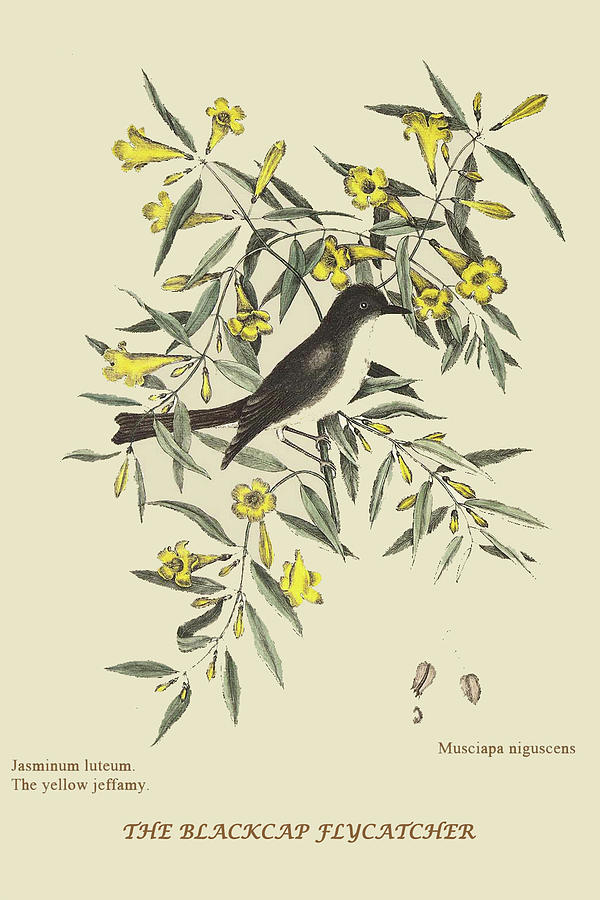 Blackcap Flycatcher #1 Painting by Mark Catesby