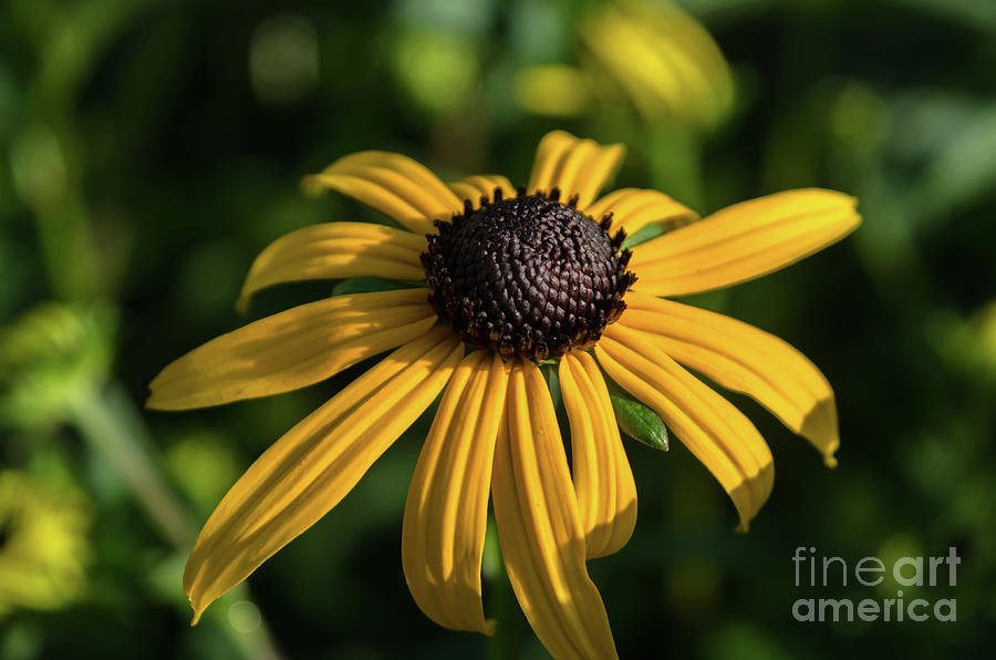 Blackeyed Susan #2 Photograph by Michelle Meenawong