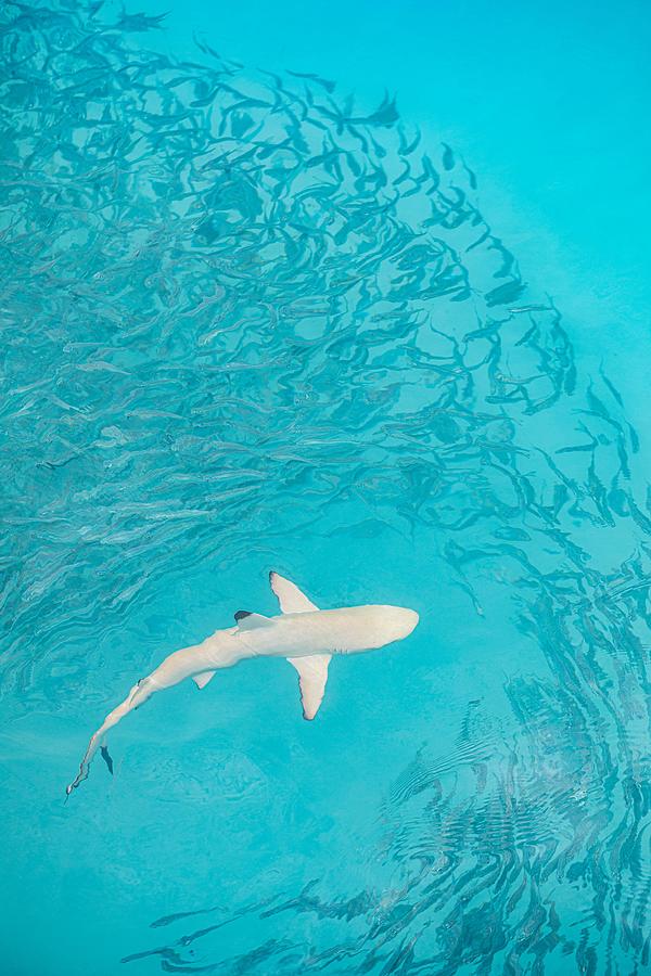 Fish Photograph - Blacktip Reef Shark Hunting In A Shoal #1 by Levente Bodo