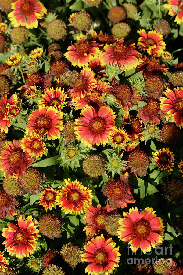 Blanket Flower (gaillardia arizona Sun) #1 Photograph by Science Photo Library Blanket Flower (gaillardia arizona Sun) #1 Photograph by Science Photo Library