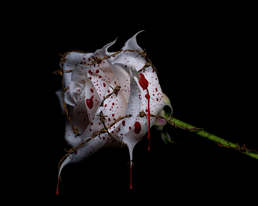 Flowers Still Life Photograph - Bleeding Rose #1 by Lori Hutchison