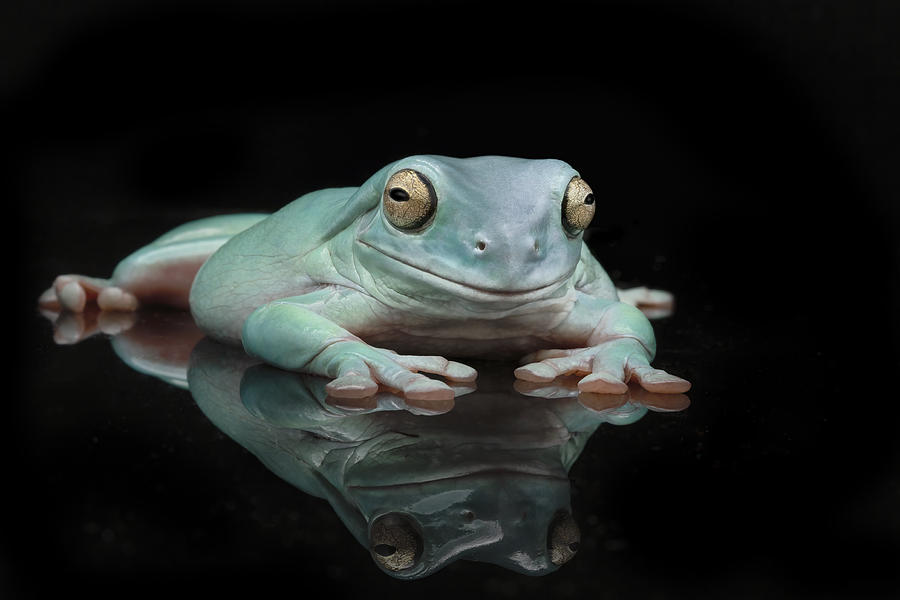 Animal Photograph - Bleu The Whites Tree Frog #1 by Linda D Lester