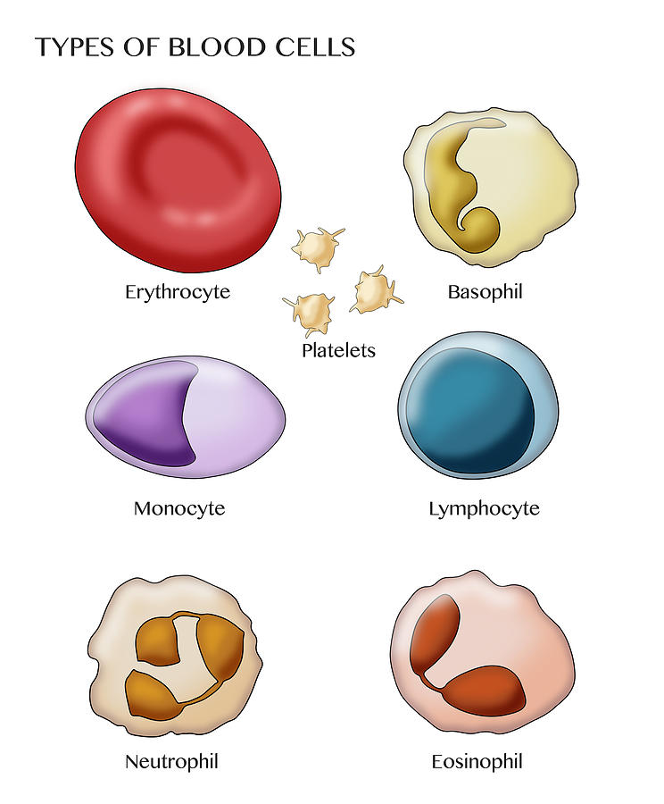 Blood Cell Types, Illustration #1 Photograph by Monica Schroeder