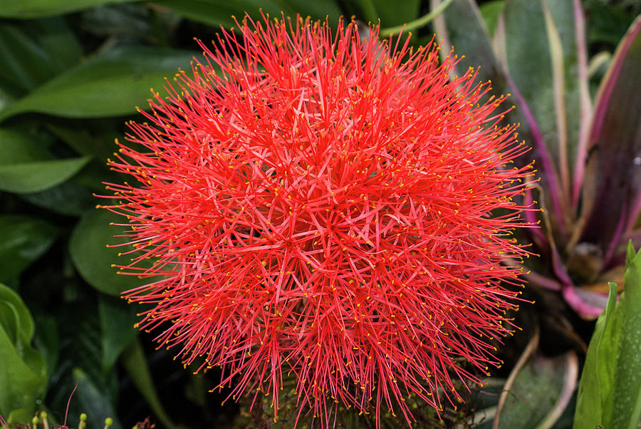 Blood Lily Flower #1 Photograph by Donald Pash