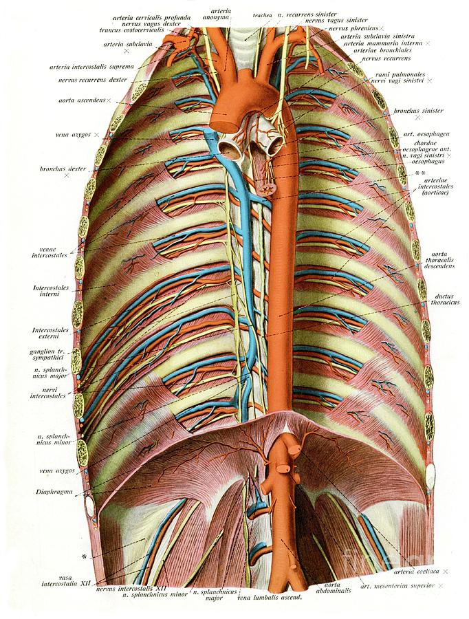 Blood Vessels Of The Thorax Photograph by Microscape/science Photo ...