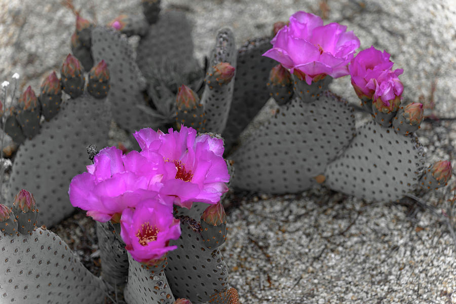 Blooming Cactus #1 Photograph by Debra Kewley