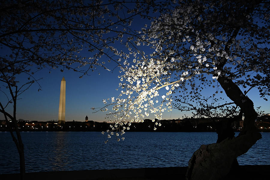 Blooming Cherry Trees - Washington, Dc Photograph by The Washington Post