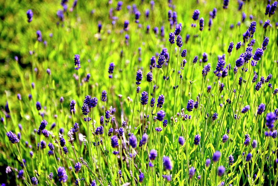 Blooming Lavender #2 Photograph by Jerry Sodorff