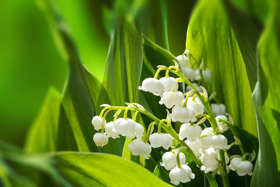 Blooming Lily of the valley in spring garden Photograph by Artush Foto ...