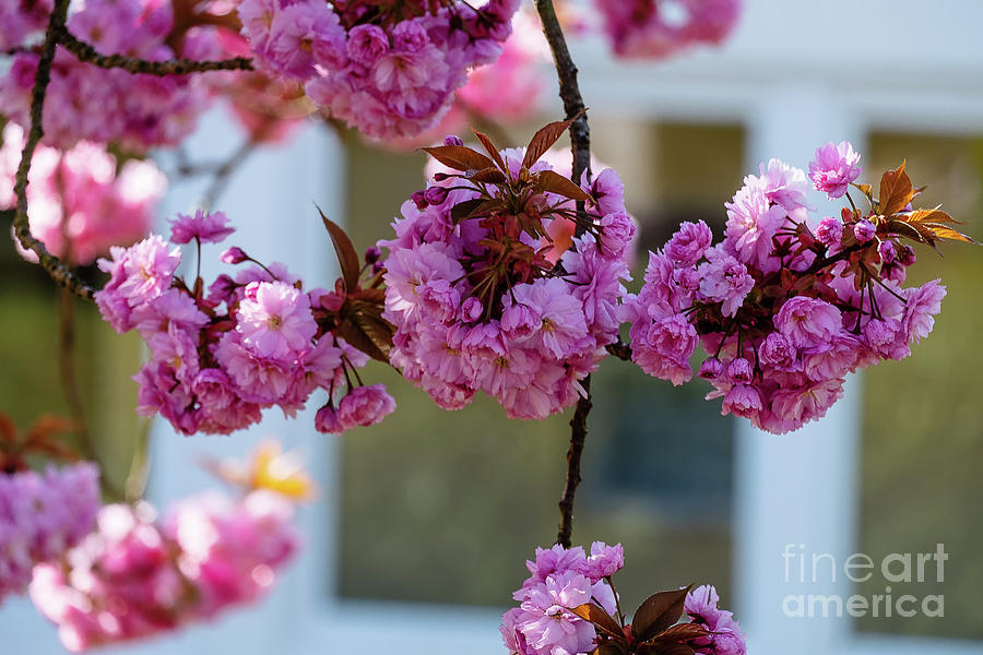 Blooming pink sakura #1 Photograph by Marina Usmanskaya