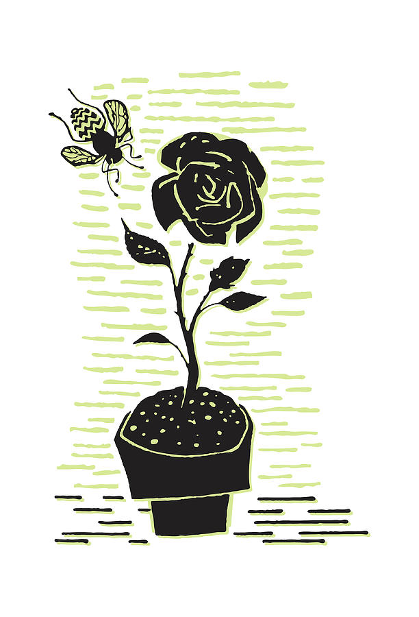 Vintage Drawing - Blooming Rose in Pot with Bee #1 by CSA Images