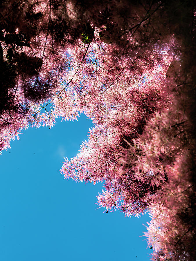 Blooming Trees -  cotinus coggygria scop. #1 Photograph by Robert Ullmann