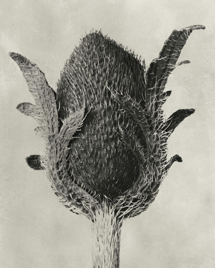 Blossfeldt Botanical Vi Photograph by Karl Blossfeldt - Fine Art America