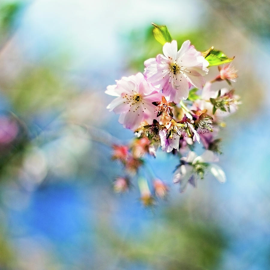 Blossom #1 Photograph by Janusz Ziob