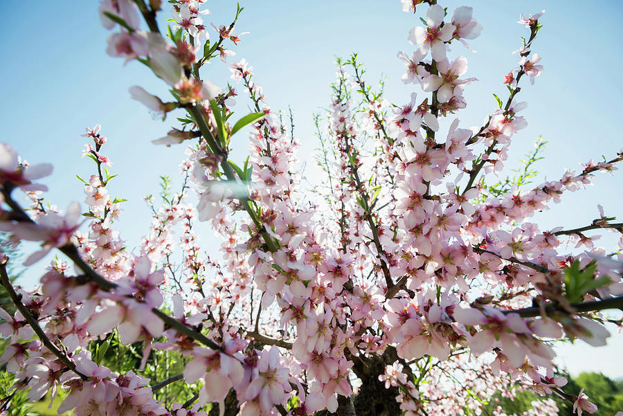 Blossoming Almond Trees, Near Alaro, Majorca, Balearic Islands, Spain #1 Photograph by Daniel Schoenen Fotografie
