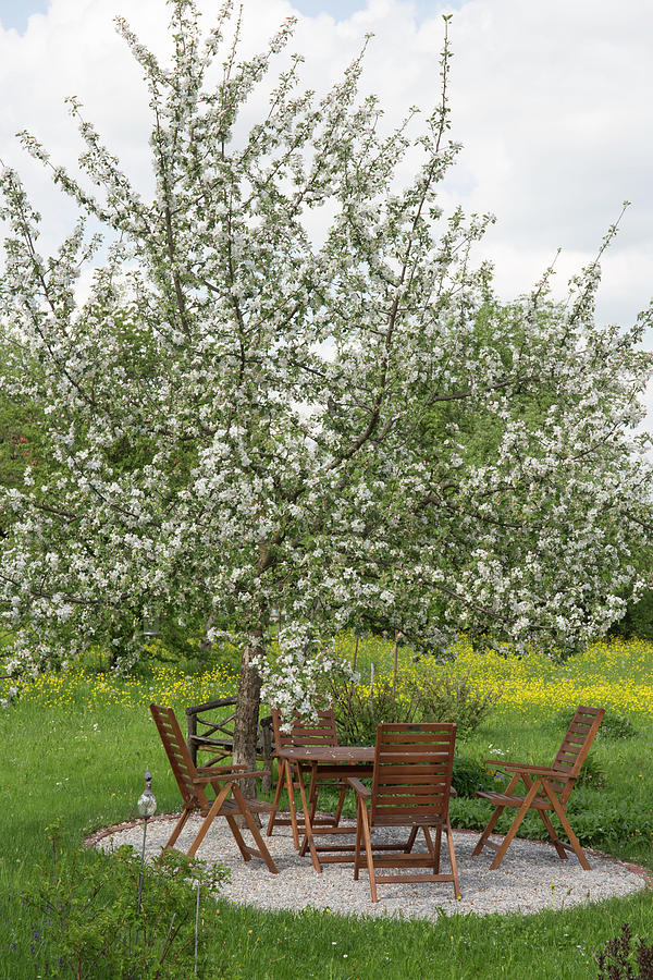 Blossoming Apple Tree On A Small Gravel Terrace In Meadow, Sitting Area Under The Tree #1 Photograph by Karlheinz Steinberger