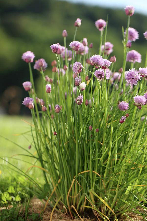 Blossoming Chives Growing Outdoors #1 Photograph by Lydie Besancon
