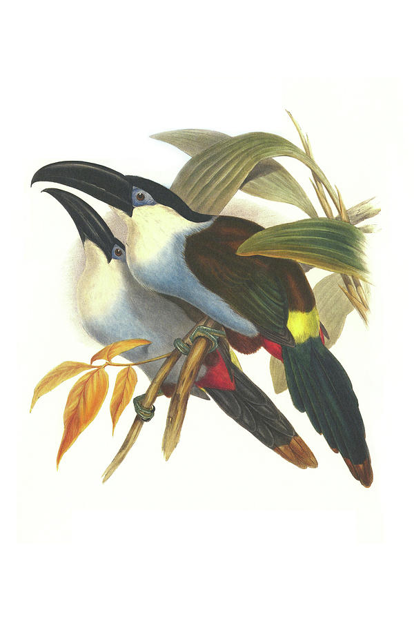 Blsck Billed Mountain Toucan #1 Painting by John Gould