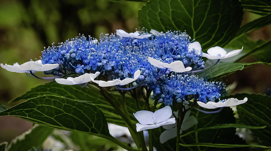 Blue and White Lace Hydrangea #1 Digital Art by Ed Stines
