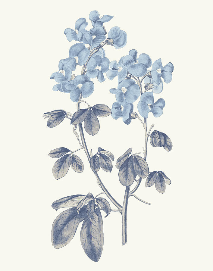 Flower Painting - Blue Botanical IIi #1 by Wild Apple Portfolio