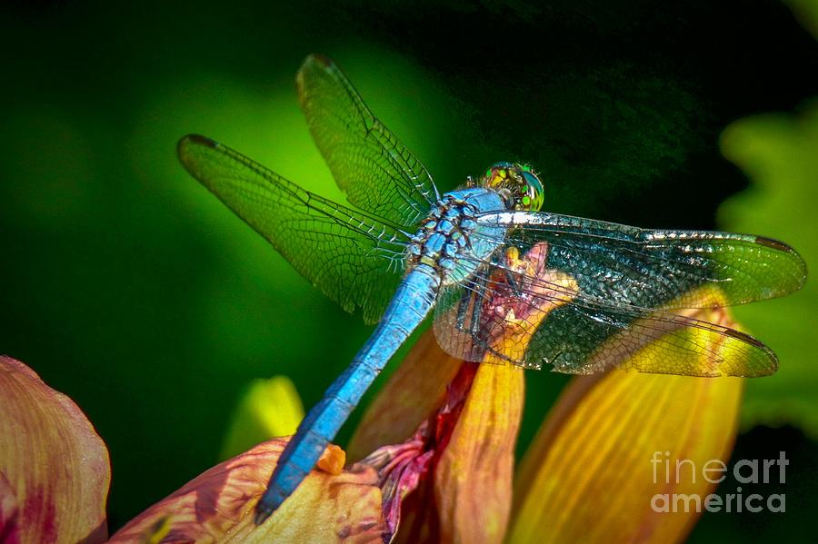 Blue Dragonfly Photograph by Susan Rydberg