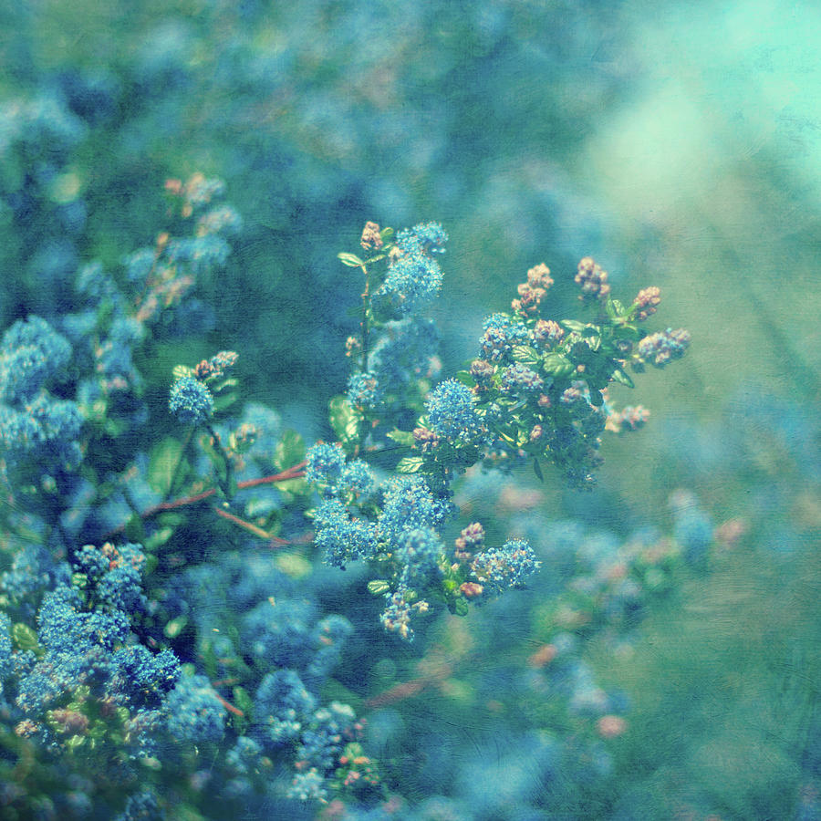 Blue Flowers #1 Photograph by Jill Ferry
