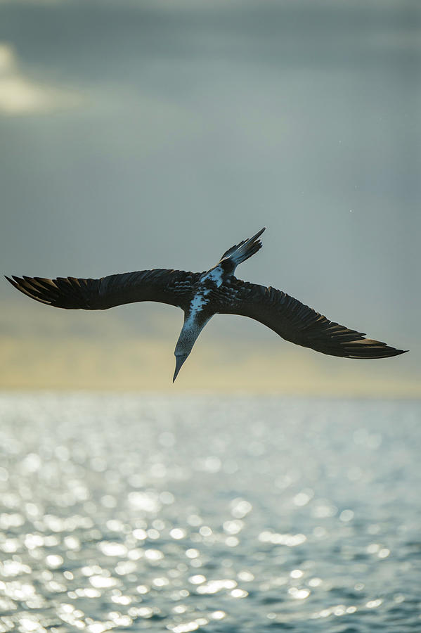 Blue Footed Booby Plunge Diving #1 Photograph by Tui De Roy