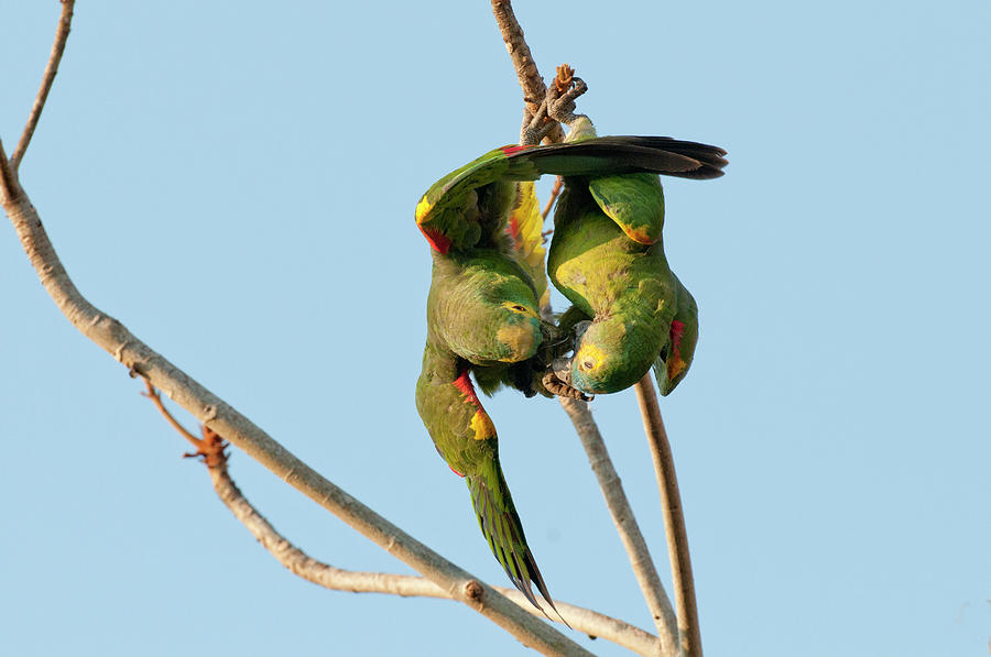 Blue-fronted Parrot Pair #1 Photograph by William Mullins