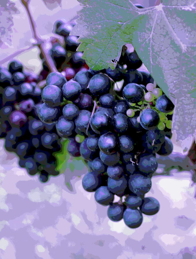 Blue Grape Bunches 7 #1 Photograph by Cathy Lindsey