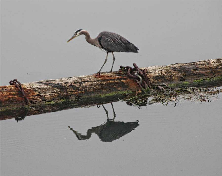 Blue Heron  #1 Photograph by Cathy Anderson