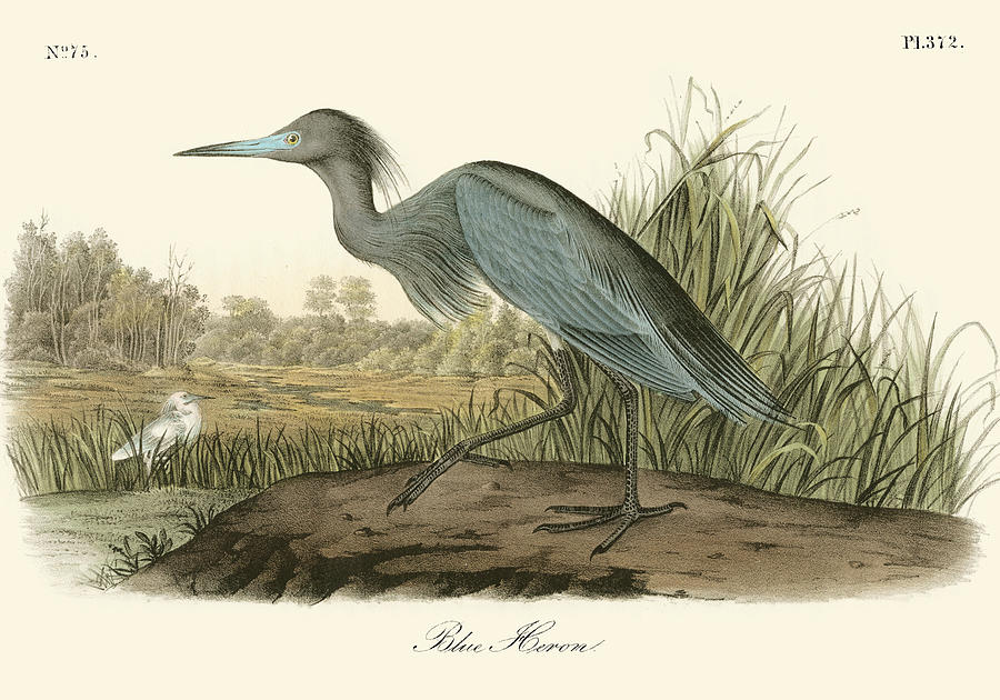 Bird Painting - Blue Heron #1 by John James Audubon