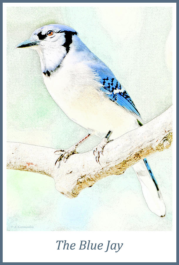 Blue Jay #1 Digital Art by A Macarthur Gurmankin