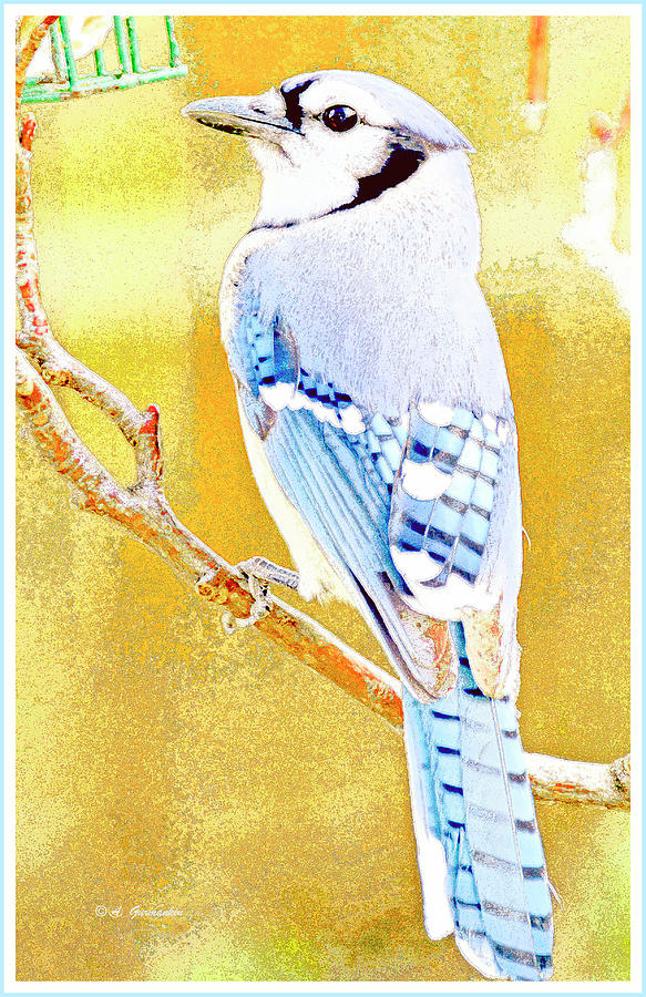 Blue Jay, Animal Portrait #1 Digital Art by A Macarthur Gurmankin