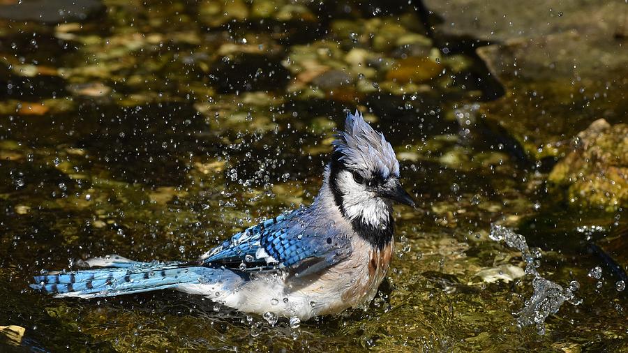 Blue Jay Bathing #1 Photograph by Chip Gilbert