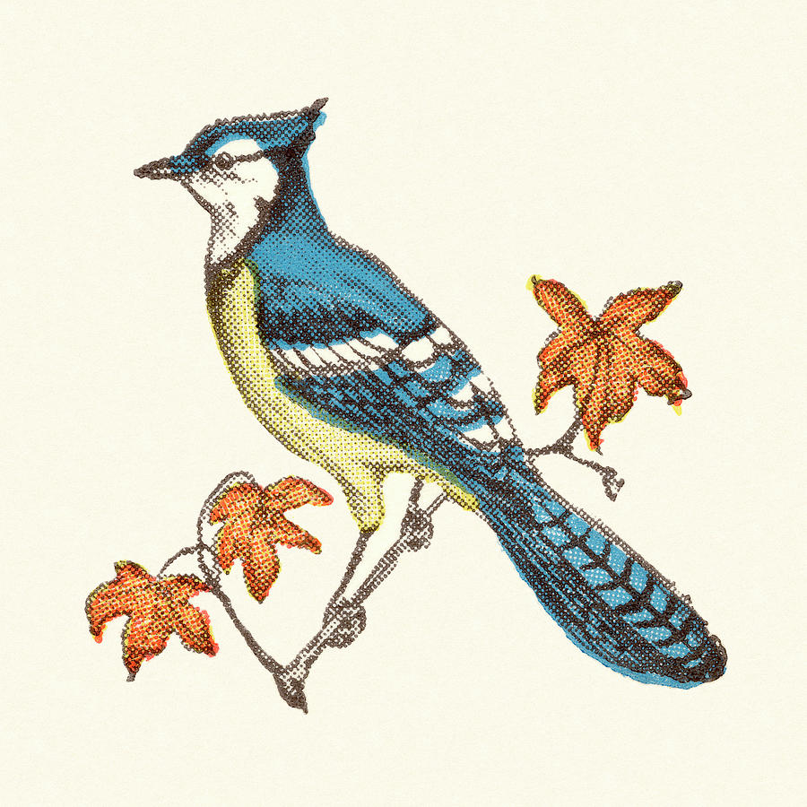 Blue Jay Drawing - Blue Jay Bird #1 by CSA Images