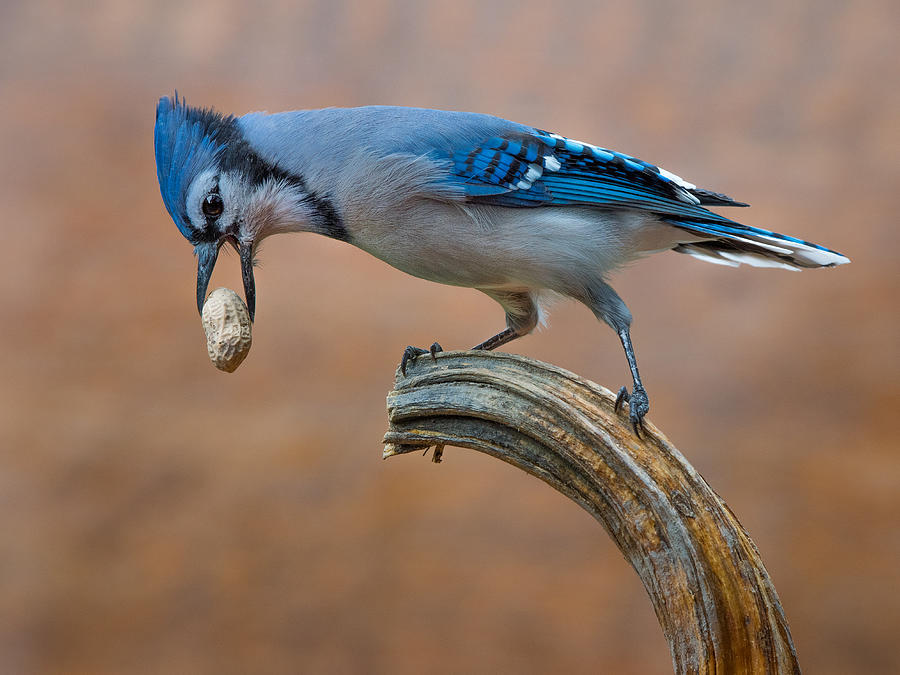 Fall Photograph - Blue Jay Bird #1 by Patrick Dessureault