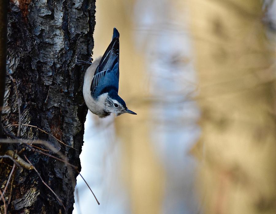 Blue Jay #1 Photograph by Jeffrey PERKINS