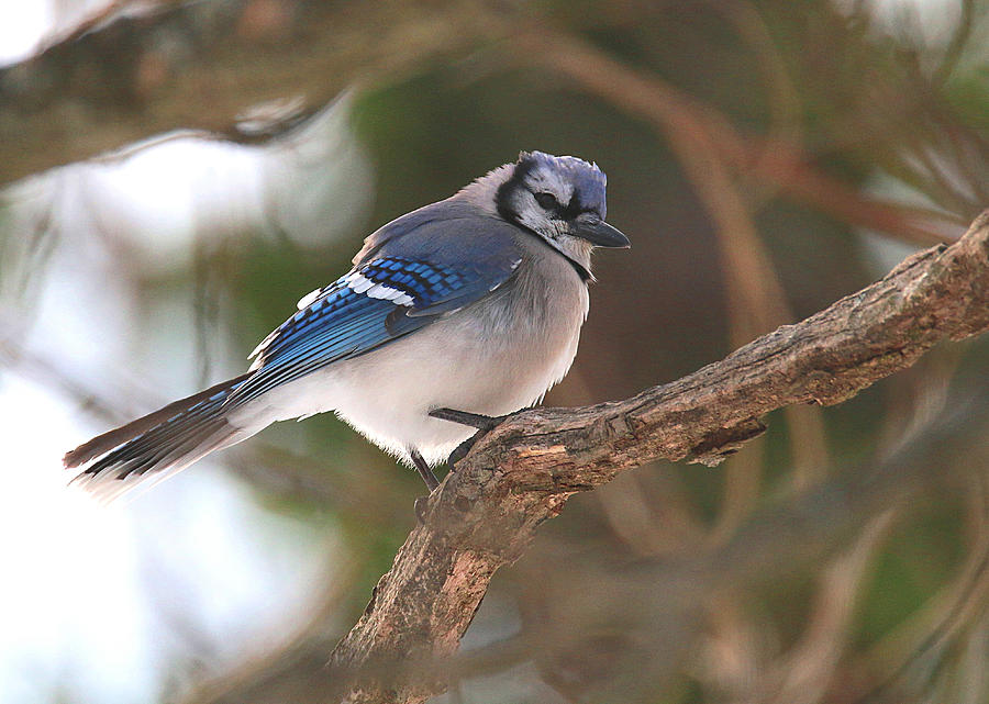 Blue Jay #1 Photograph by Living Color Photography Lorraine Lynch