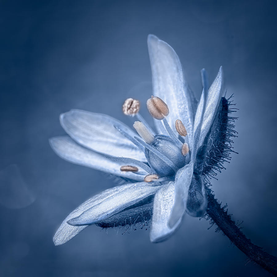 Bokeh Photograph - Blue Mood II by Yves Gauvreau Bokeh Photograph - Blue Mood II by Yves Gauvreau