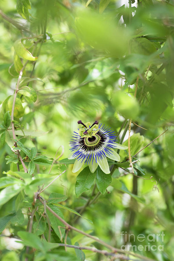 Blue Passion Flower in an English Garden #1 Photograph by Tim Gainey