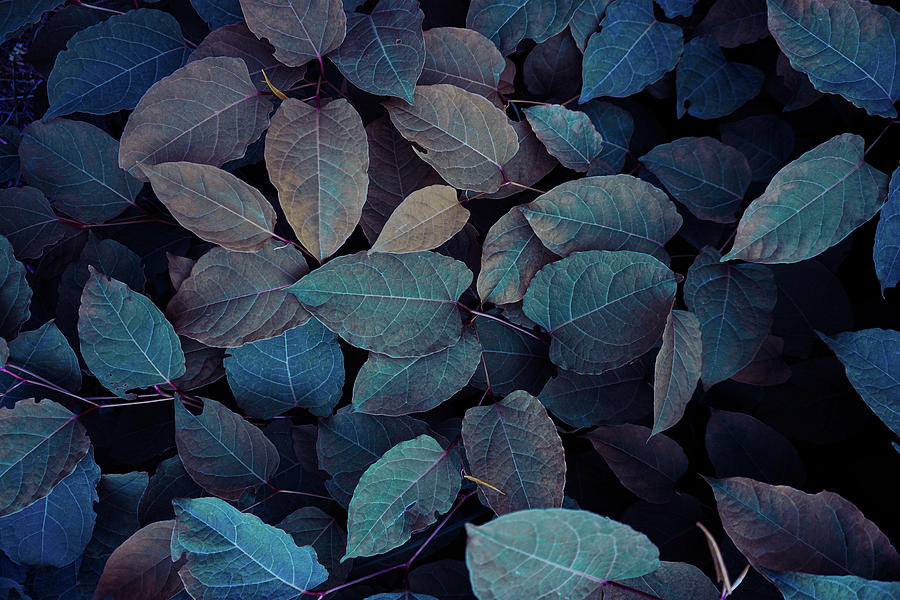 Blue Plant Leaves In The Nature In Fall Season, Blue Background ...