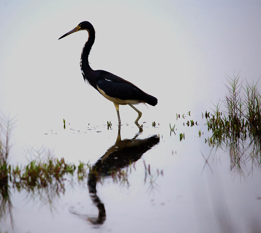Blue Reflection by Kevin Banker Blue Reflection by Kevin Banker