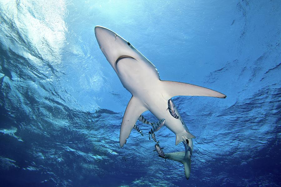 Blue Shark #1 Photograph by James R.d. Scott