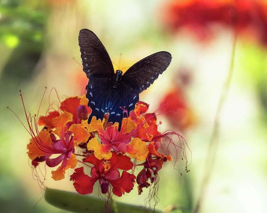 Blue Swallowtail  #1 Photograph by Saija Lehtonen