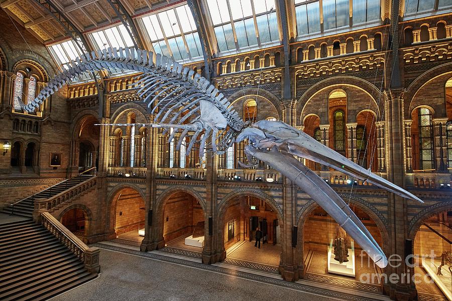 Blue Whale hope In Natural History Museums Hintze Hall #1 Photograph by Natural History Museum, London/science Photo Library