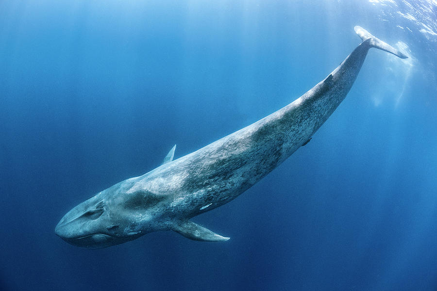 Blue Whale Swimming. Indian Ocean, Off Sri Lanka. Photograph by Alex ...